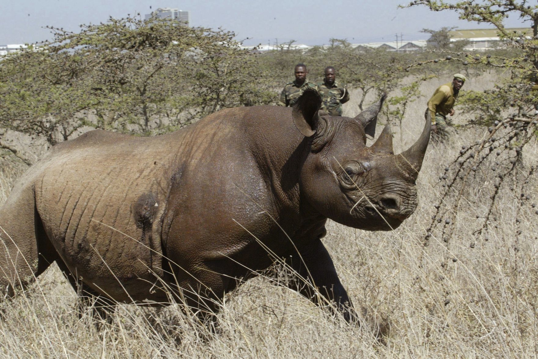 Kenya Rhino Deaths